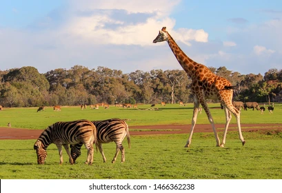 zebra-ostrich-rhino-giraffe-in melbourne zoo